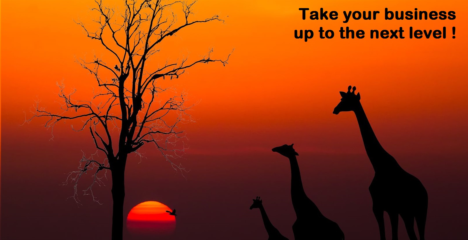 Africa 2020 Mastermind | Business Coach | Donna Stone